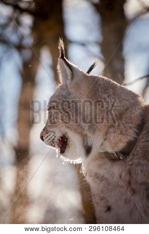Abordable Eurasian Lynx, Portrait In Winter Field