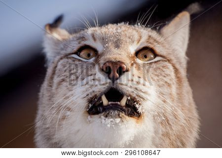 Abordable Eurasian Lynx, Portrait In Winter Field