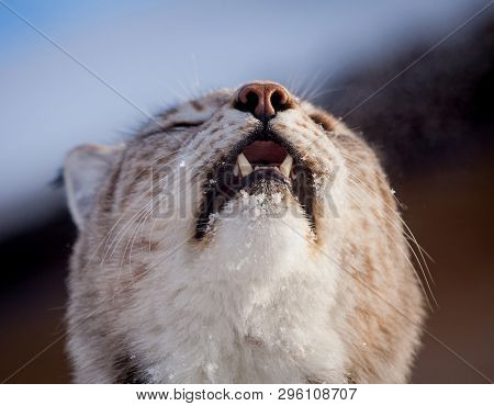 Abordable Eurasian Lynx, Portrait In Winter Field