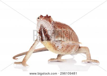 The Oustalets Or Malagasy Giant Chameleon On White