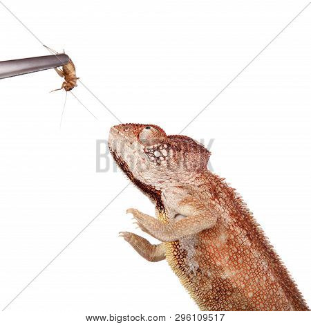 The Oustalets Or Malagasy Giant Chameleon On White