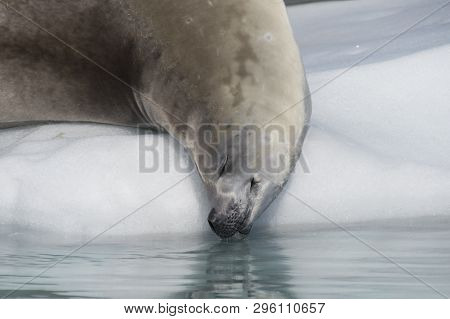 Crabeater Seal On The Ice In Antarctica