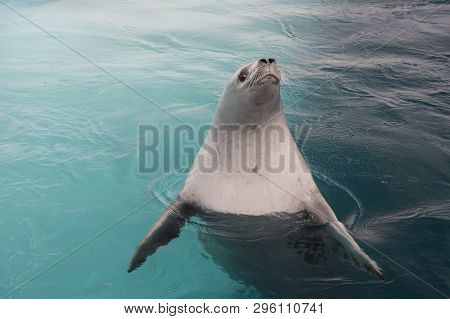Crabeater Seal In The Water In Antarctica