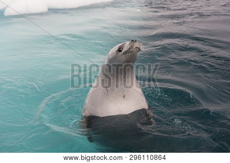 Crabeater Seal In The Water In Antarctica