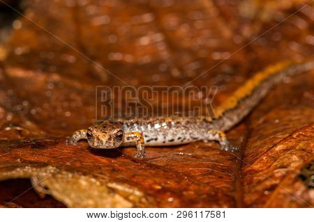 A Close Up Of A Four-toed Salamander In The Wild.
