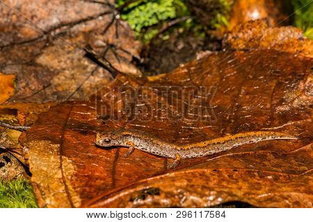 A Close Up Of A Four-toed Salamander In The Wild.