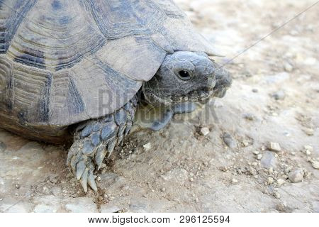 Tourtle In Wild Nature On Sand At Summer Close Up