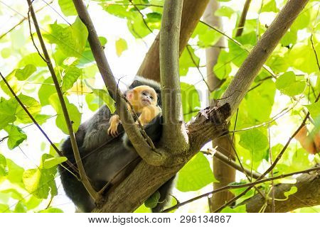 Female Of Dusky Leaf Monkey Or Spectacled Langur With Yellow Baby Monkey Sitting On The Tree.   Trac