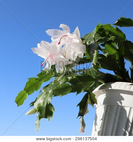 Beautiful White Flowers Of The Schigumberger Zigokaktus Or Cactus. Types Of Cacti