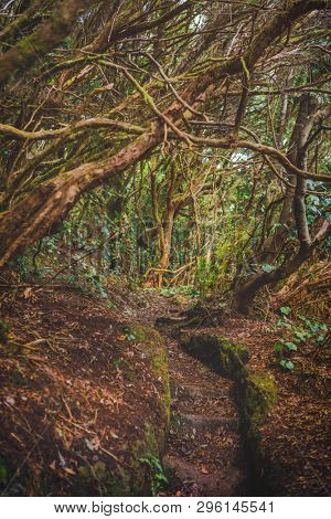 forest in Anaga rural park, Tenerife