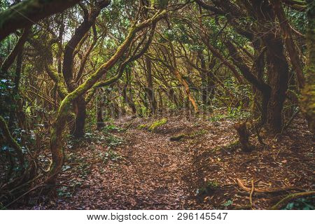 forest in Anaga rural park, Tenerife
