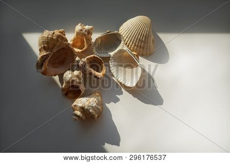 Bright Sea Shells Lying Emphasizing The Direction