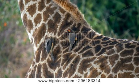 Oxpecker On The Neck Of A Giraffe In Masai Mara, Kenya
