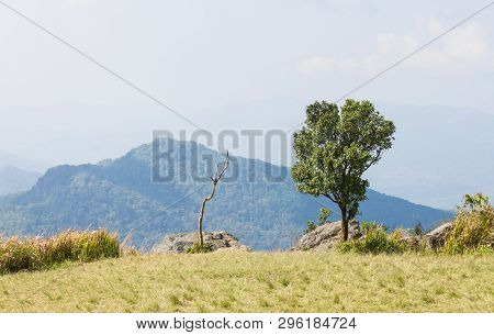 Green Tree With Dried Tree Grass Field Mountain Sky And Cloud At Phu Chi Fa Forest Park. Landscape P