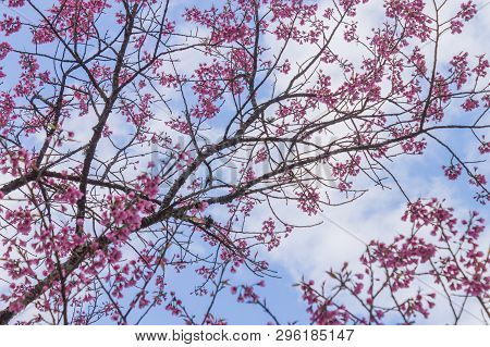 Prunus Cerasoides Or Cherry Blossom Or Sakura Flower On Blue Sky Background Phi Chi Fa Forest Park. 