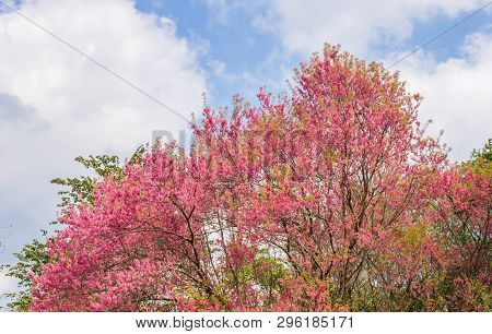 Prunus Cerasoides Or Cherry Blossom Or Sakura Tree On Blue Sky Background Phi Chi Fa Forest Park Nor
