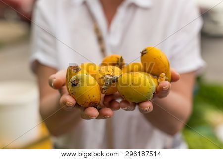 Female Hands Holding Medlar Fruits. Selective Focus.