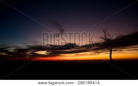 Silhouette Dried Tree In Twilight. Natural Art Dried Tree Silhouette At Phu Langka National Park