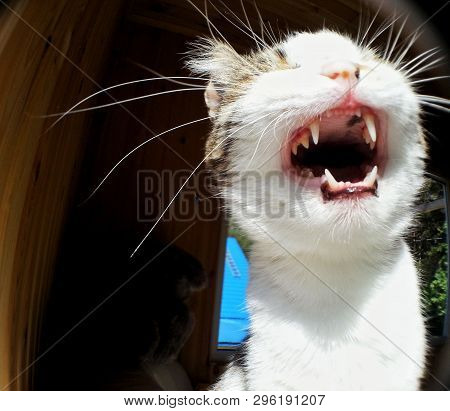 The Muzzle Of A Spotted Cat With An Orange Spot On A Pink Nose, Frostbitten Ears, Yawning , Close-up