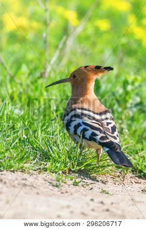 Hoopoe, Common Hoopoe (upupa Epops) Eurasian Hoopoe