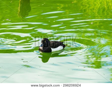 Male Tufted Duck Or Aythya Fuligula Swimming In River, Close-up Portrait, Selective Focus, Shallow D