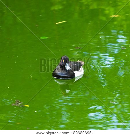 Male Tufted Duck Or Aythya Fuligula Swimming In River, Close-up Portrait, Selective Focus, Shallow D