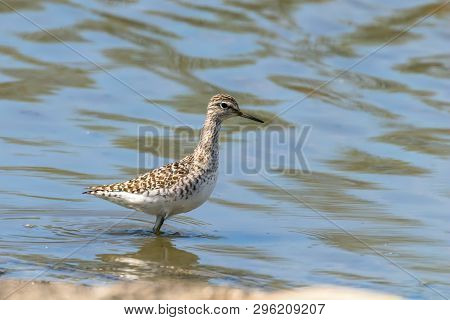 Sandpiper, Wood Sandpiper In Shallow Water (tringa Glareola) Wader Bird Sandpiper