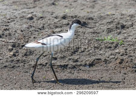 Pied Avocet (recurvirostra Avosetta) Black And White Wader Bird