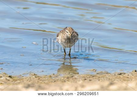 Sandpiper, Wood Sandpiper In Shallow Water (tringa Glareola) Wader Bird Sandpiper