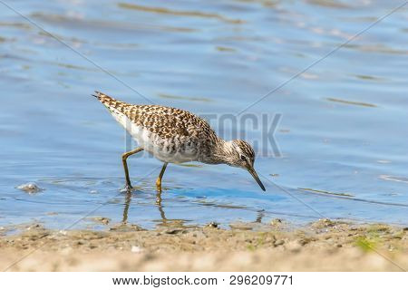 Sandpiper, Wood Sandpiper In Shallow Water (tringa Glareola) Wader Bird Sandpiper