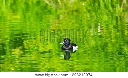 Male Tufted Duck Or Aythya Fuligula Swimming In River, Close-up Portrait, Selective Focus, Shallow D