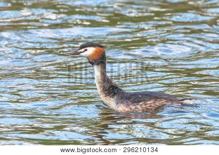 Great Crested Grebe On Water (podiceps Cristatus)