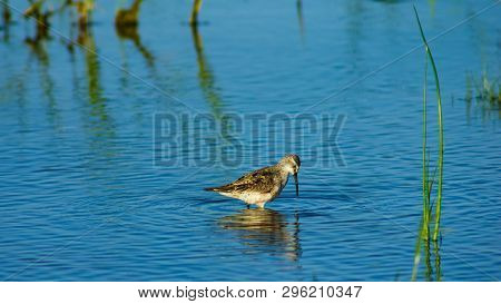 Curlew Sandpiper, Calidris Ferruginea, At Sea Shoreline Searching For Food, Close-up Portrait In Tid