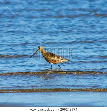 Male Bar-tailed Godwit Or Limosa Lapponica Walk At Seashore In Waves, Portrait, Selective Focus, Sha