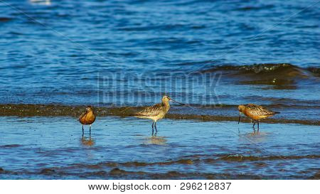 Group Bar-tailed Godwits Or Limosa Lapponica Walk At Seashore In Waves, Portrait, Selective Focus, S