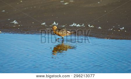 Shorebird Red Knot Or Calidris Canutus At Sea Shoreline Close-up Portrait, Selective Focus, Shallow 