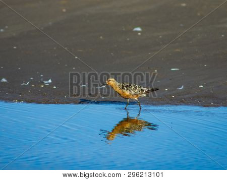 Shorebird Red Knot Or Calidris Canutus Walking At Sea Shoreline Close-up Portrait, Selective Focus, 