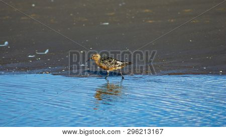 Shorebird Red Knot Or Calidris Canutus Walking At Sea Shoreline Close-up Portrait, Selective Focus, 