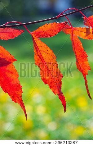 Leaves Of Amur Maple Or Acer Ginnala In Autumn Against Sunlight With Bokeh Background, Selective Foc