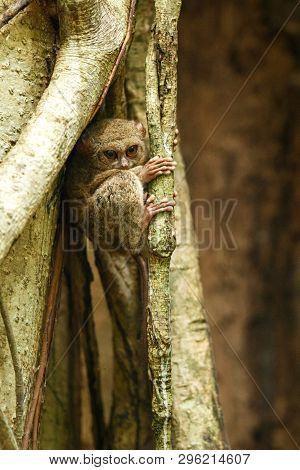 Spectral Tarsier, Tarsius Spectrum, Portrait Of Rare Endemic Nocturnal Mammals, Small Cute Primate I