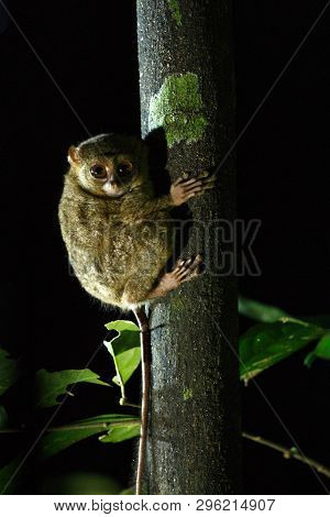 Spectral Tarsier, Tarsius Spectrum, Portrait Of Rare Endemic Nocturnal Mammals, Small Cute Primate I