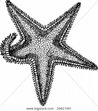 Sea star