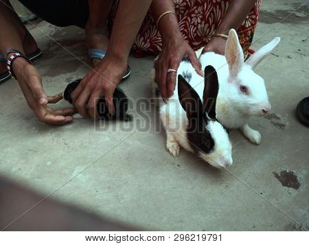 Rabbits Are Waiting For Food  On The Ground