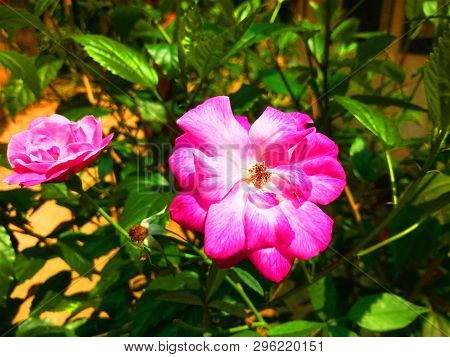 Rose Flowers Blooming In The Small Plant