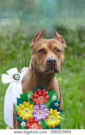 Beautiful Ginger Dog Of American Pitbull Terrier Breed, Red Female With Show Ribbons And Garland Of 