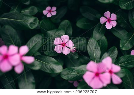 Spring Pink Flowers With Green Leaves. Nature Background. Tropical Leaf With Beautiful Nature.