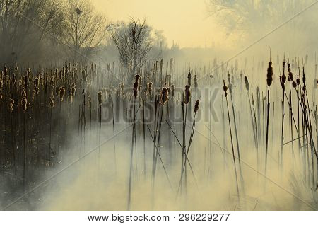 Coastal Zone Of Marsh Creek, Strong Smoke From Fire Of Liana Overgrowth. Spring Fires Of Dry Reeds D