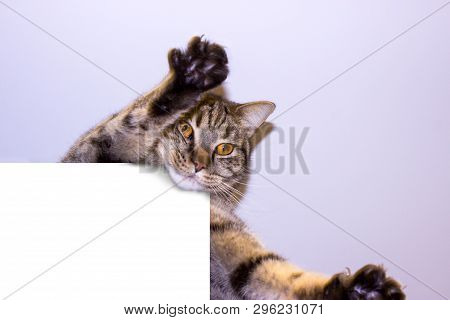 Funny Gray Tabby Cat Showing Placard With Space For Text. Lovely Cat With Yellow Eyes Holding Signbo