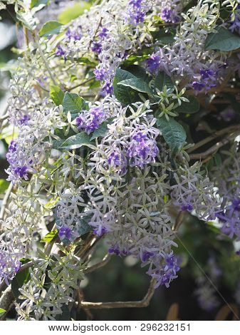 The Name Of The Flower Purple Wreath Have Purple Petals With Five Petals Resembling A Star