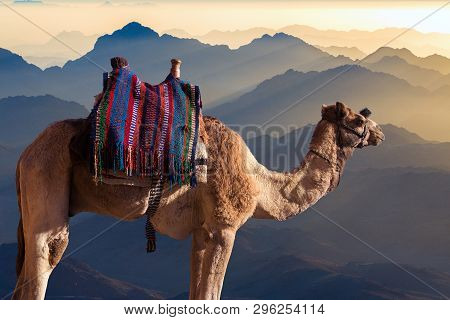 Dromedar Camel On The Background Of The Mountain Of St. Moses, Egypt, Sinai